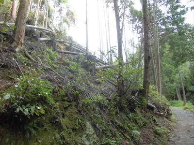 昨年の台風のため倒木が多いです。
京都の山はこんな感じです。