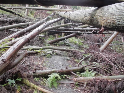 どうなっているのか。
ハイキングコースではないためか、倒木が道を塞いでいても、除去されていない。