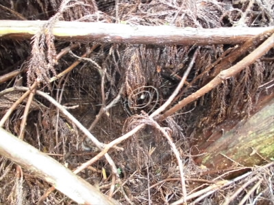 2019/10/20 09:25:53 蜘蛛の巣