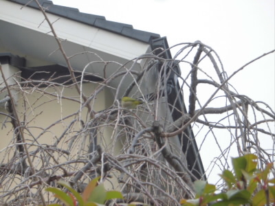 木の枝にメジロが止まってました。
撮影のタイミング悪いですが、目の周りが白かったです。