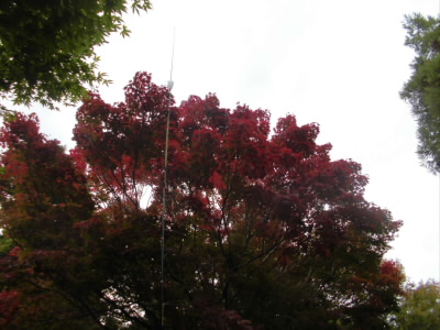 本日もVCHアンテナです。
この辺りではこの木、一本打でしたが、紅葉がもう始まってます。