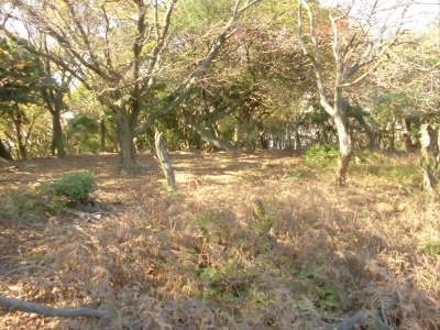 2020/11/15 13:38:06 音羽山