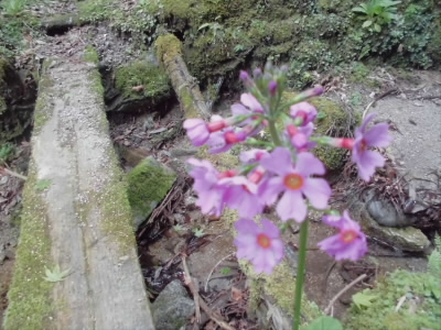 クリンソウが咲く時期で、一面に咲いていました。