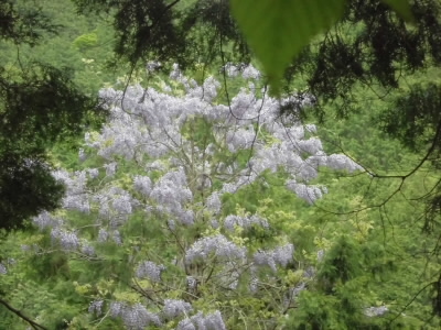 フジも今が花盛り。