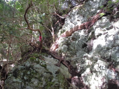 ほんとの道かわからにですが。
