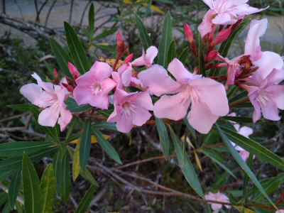 シャクナゲみたいだけ、花の数すくないような。