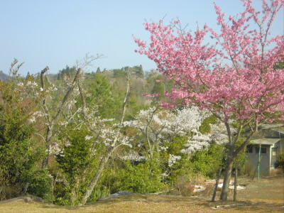 桜が満開になっています。