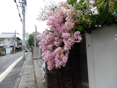 七月になり百日紅が咲き始めました。
九月ごろまで花が咲き続けるようです。