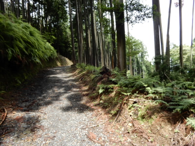 ここから歩きやすい林道を進みました。
そのため、少し遠回りになりました。