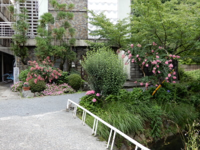 ピンクの花が咲いていますが、手前はアジサイ
向こうは百日紅と下に知らない草花です。
違う種類なのに同じ色になっていて、珍しいと思いました。