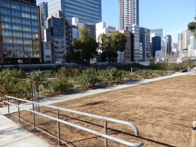 冬なのでバラがほとんど咲いていませんでした。