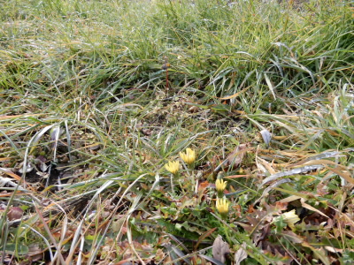 宇治川の土手にタンポポがつぼみをつけていました。すぐそこに春が来ているようです。