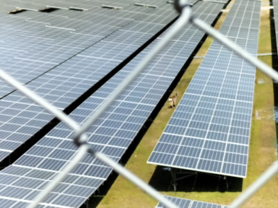 メガソーラにシカが紛れ込んでいます。