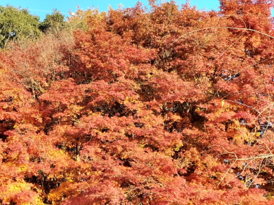 もう紅葉真っ盛り
