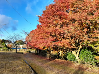 この紅葉は大津市、左は宇治市