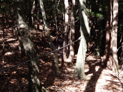このあたりの道には所々でトラロープでみちしるべが整えられていました。