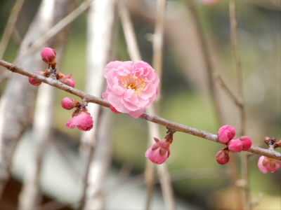 こんな梅が咲いていました。