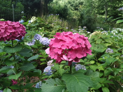 毘沙門堂の紫陽花園
なんと無料です。(^^♪
