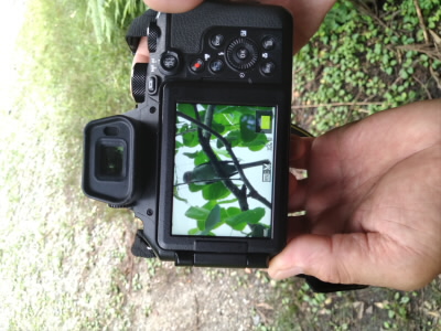 サンショウクイ。
山椒を食べたときみたいにピリピリと鳴くそうです。