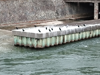 動物園下の疎水です。