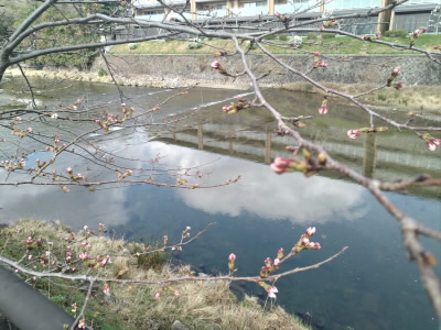 まだ、つぼみのままです。