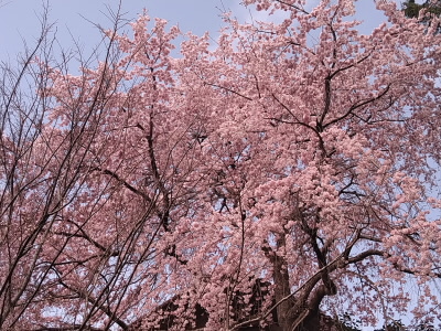 別角度で撮りました
