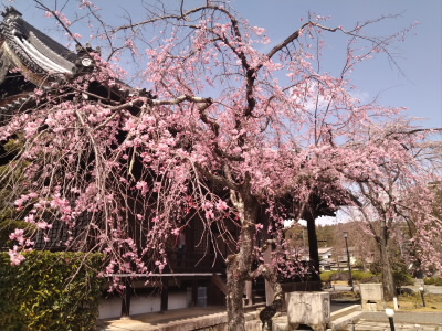 やっぱり枝垂桜は咲いていた。