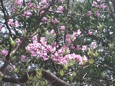 やっと咲いていました。
ここまで、ツボミばかりだったんすが。
