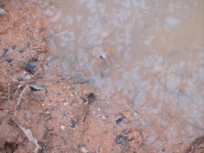 いつもの水たまりに今年もおたまじゃくしが泳いでました。
ちょっと、早かったのかまだ、小さかった。