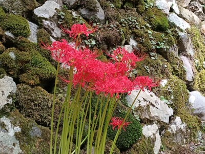 彼岸花。
今の季節の花